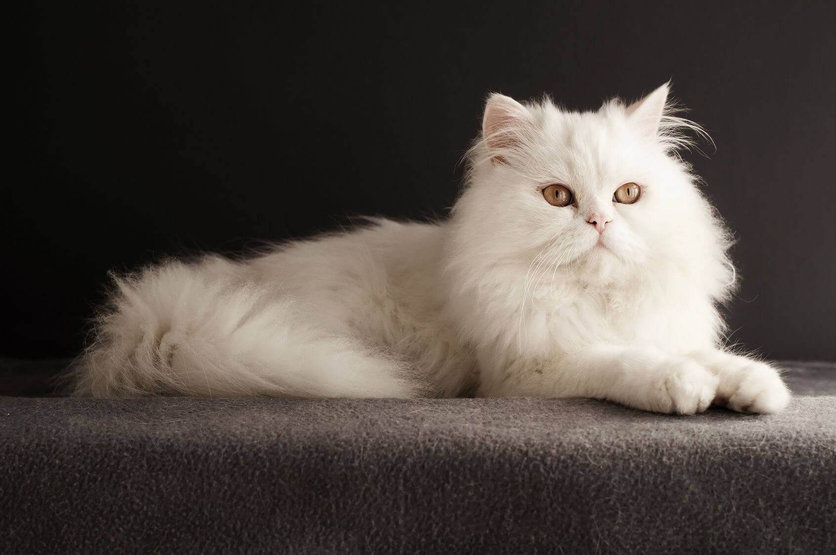 Kenali Jenis Kucing Persia dan Cara Merawatnya