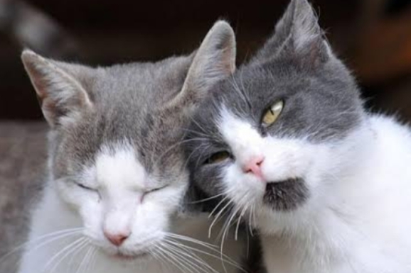 Ciri Kucing Persia Jantan Birahi yang Mesti Cat Lovers Tahu 