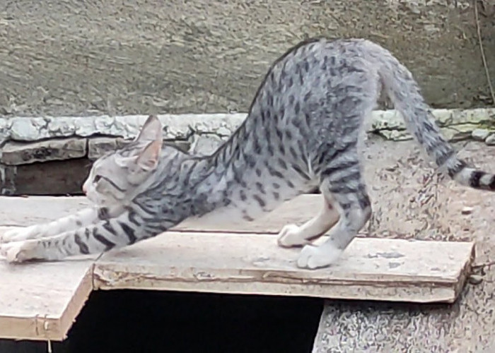Pernah Melihat Kucing Kampung dengan Corak Mirip Kucing Bengal? Ternyata Ini Penyebabnya