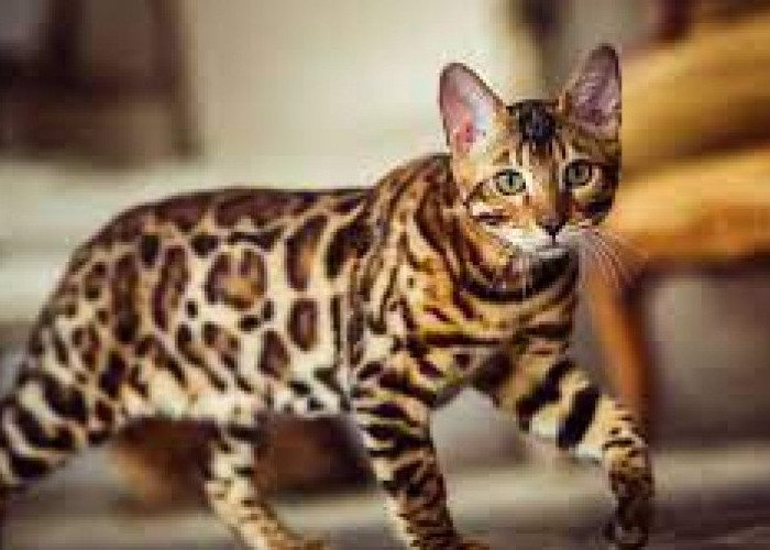 Seputar Fakta Unik Kucing Ashera, Salah Satunya Sebagai Kucing Langka dan Mahal