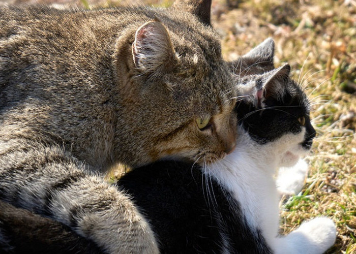 Menjelajahi Proses Kawin pada Kucing, Ternyata Selama Ini Durasinya