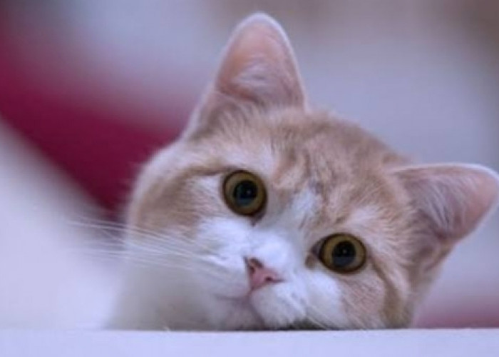 Masih Ragu Pelihara Kucing? Simak Beberapa Manfaat Memelihara Kucing Bagi Kesehatan 