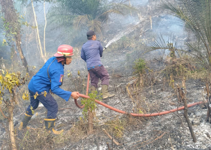 Kemarau Panjang Picu Karhutla, 5 Hektare Kebun Sawit di Lagan Bungin Hangus Dilahap Api
