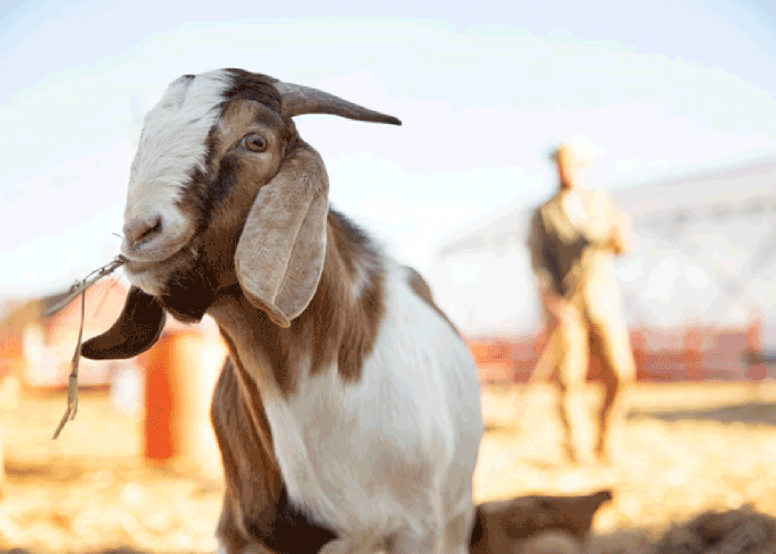 Berapa Banyak Daging Kurban yang Dibagikan kepada yang Berhak? Ini Jawabannya!