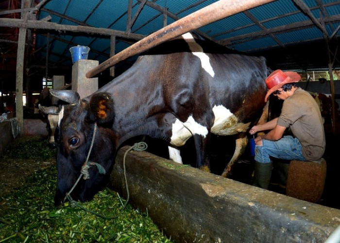 Berkat Program 'Klasterkuhidupku' dari BRI, Klaster Susu di Ponorogo Berhasil Tingkatkan Kapasitas Produksi