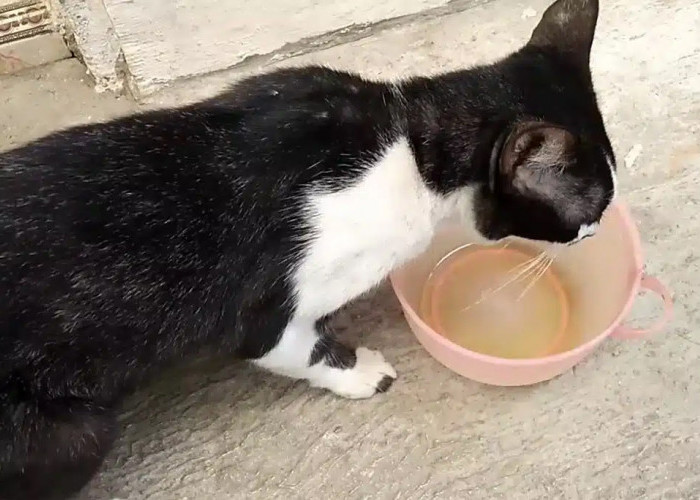 Kucing Minum Minyak Goreng, Apakah Aman? Simak Faktanya ya Cat Lovers