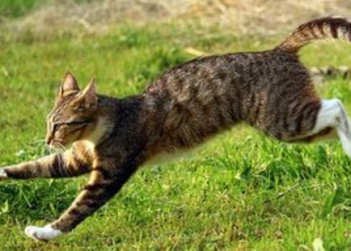 Buat yang Masih Penasaran Seberapa Cepat Kucing Berlari, Ini Dia Penjelasannya