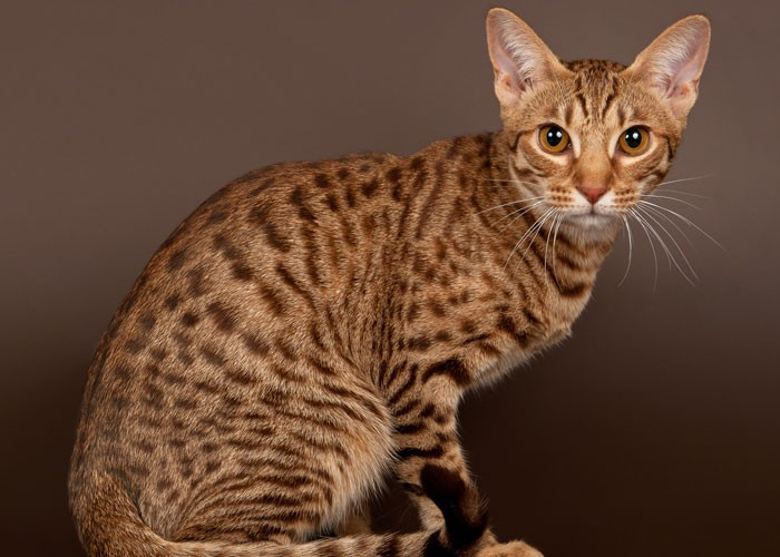 Ocicat, Ras Kucing yang Unik dengan Pesona Mirip Ocelot