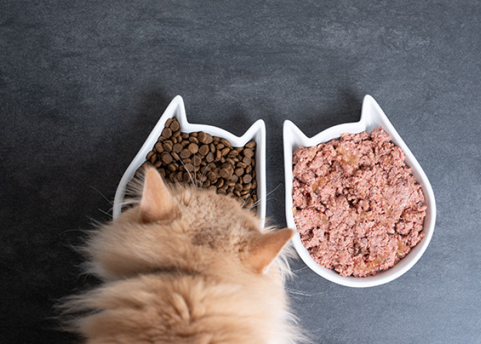 Kapan Waktu yang Tepat untuk Mengalihkan Makanan Anak Kucing dari Basah ke Kering? Simak Faktor-faktornya!