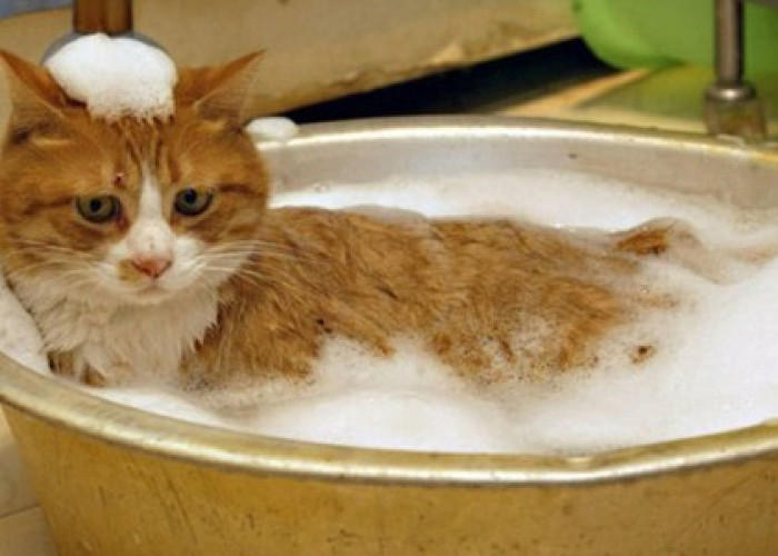 Mencoba Pengalaman Baru dengan Memandikan Kucing Pakai Air Hangat, Ternyata Manfaatnya Luar Biasa