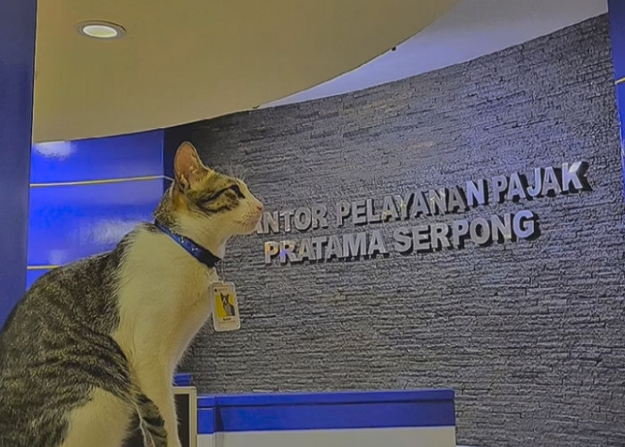Tak Perlu Susah-Susah Ikut Tes, Kucing Soleh Ini Jadi Pegawai di Kantor Pajak, Penasaran? 