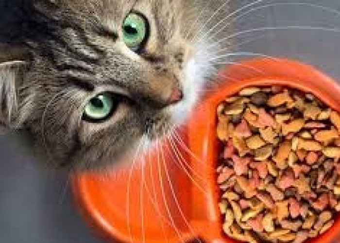 Panduan Pemberian Vitamin dan Makanan Sehat untuk Kucing yang Baru Diadopsi