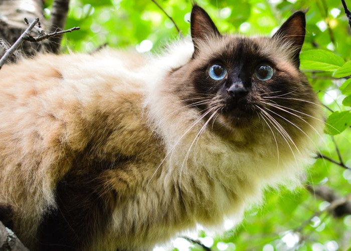 Mengenal Kucing Bali yang Anggun dan Penyayang
