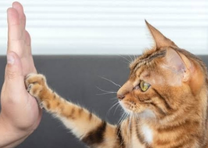 6 Cara Ini Membantu Anda Berkomunikasi dengan Kucing Kesayangan, Yuk Simak 