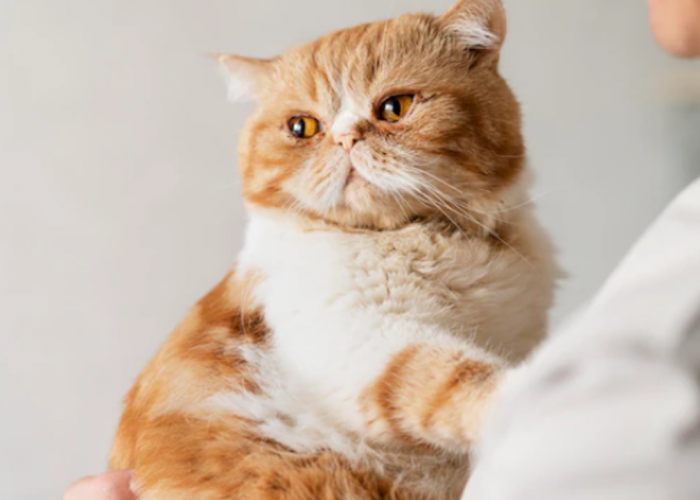 Obat Jamur Miconazole, Apakah Cocok Diberikan untuk Kucing?