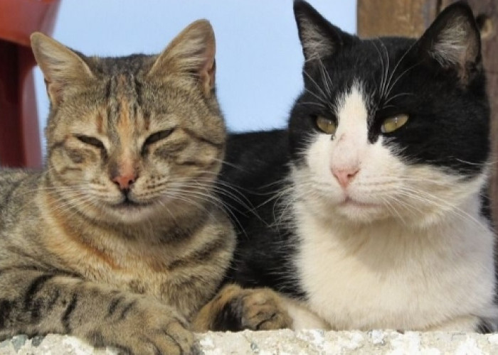 Auto Panik Kucing Peliharaanmu Hilang! Coba Dulu Tips-Tips Berikut Ini