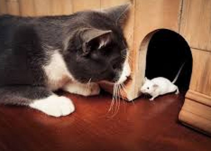 Mengapa Kucing dan Tikus Sering Dianggap Sebagai Musuh Bebuyutan?