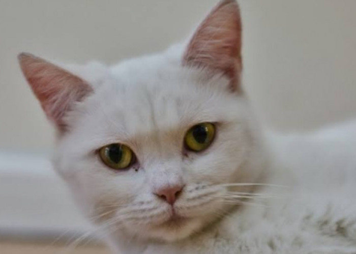Jangan Keliru Lagi, Berikut Perbedaan Kucing Persia dan Kucing Anggora 