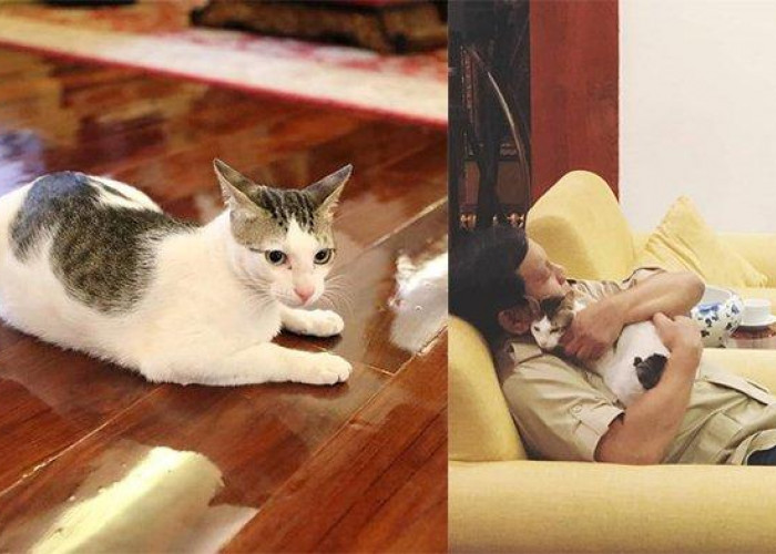 Mengenal Bobby, Kucing Kesayangan Prabowo Subianto, Berikut Fakta Menariknya