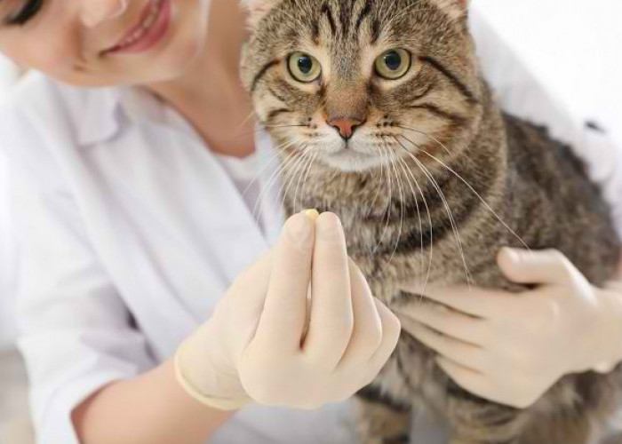 Rekomendasi Obat Cacing untuk Kucing Peliharaan, Ampuh Cegah Infeksi Parasit dan Aman Buat Anabul
