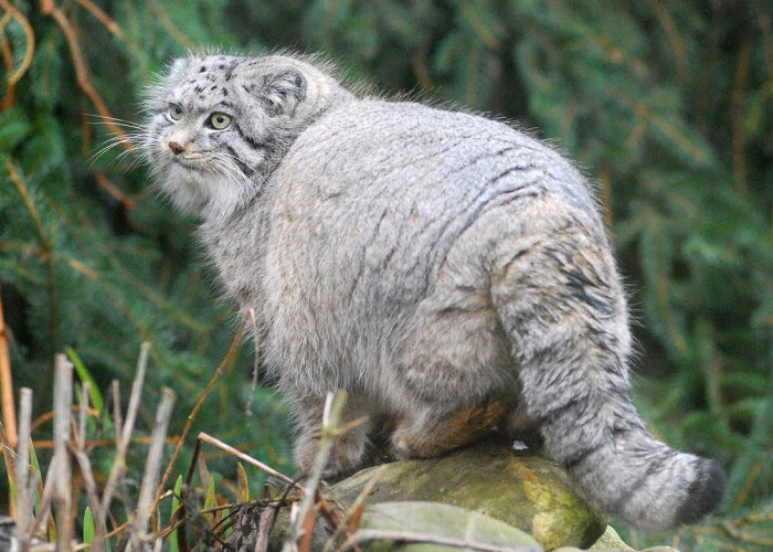 Mengenal Kucing Pallas (Manul) Spesies Liar di Asia Tengah dan Barat, Juga Terkenal Pemburu yang Tangguh