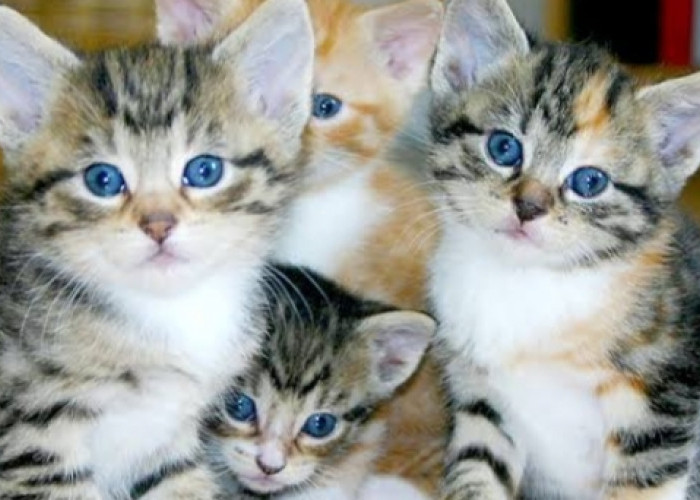 20 Rekomendasi Nama Kucing Jantan Bahasa Jawa Beserta Artinya