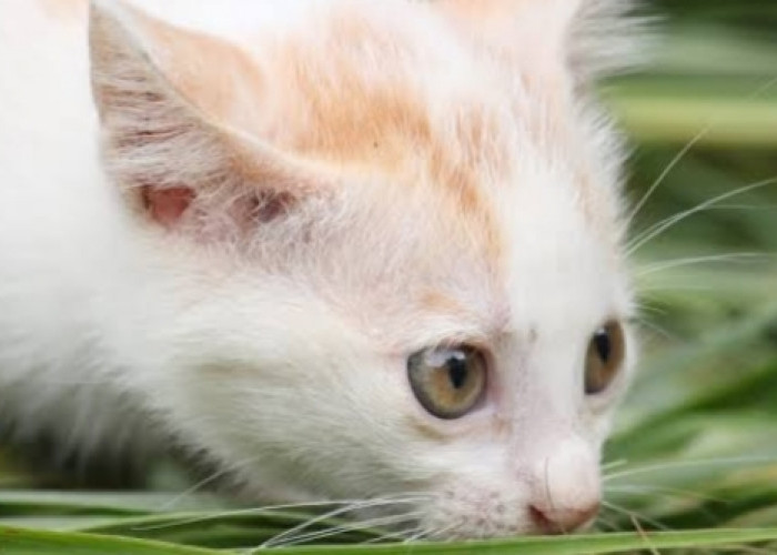 Bingung Kenapa Kucing Makan Rumput, Ternyata Ini Alasannya