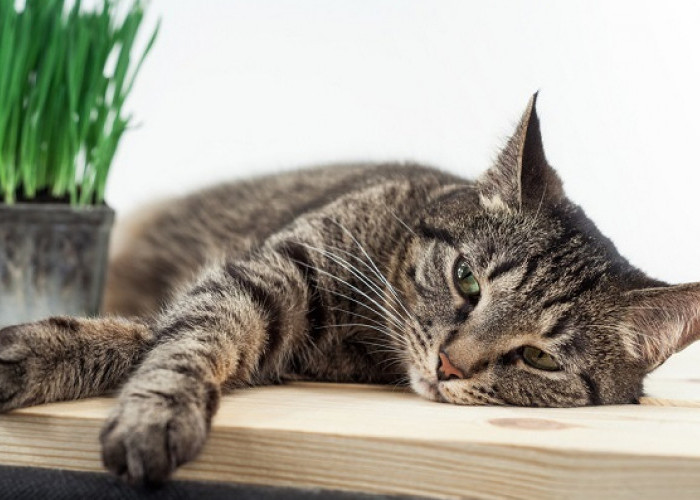 Yuk Kenali Masalah Kesehatan Ringan yang Sering Menyerang Kucing Peliharaan, Bukan Hanya Batuk dan Bersin