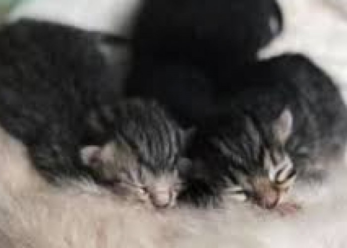 Kenali 8 Penyakit yang Rentan Terjadi pada Anak Kucing yang Baru Lahir, Nomor 7 Paling Sering Terjadi