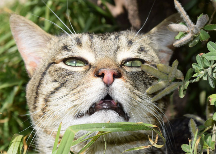 Segudang Manfaat Tanaman Thyme untuk Kucing, Perhatikan Cara Pemberiannya!
