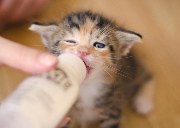 Jangan Salah! Inilah Merek Susu Pengganti Terbaik untuk Anak Kucing Usia 1-6 Minggu