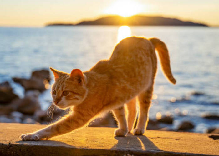 Tak Perlu Jauh-Jauh ke Jepang, Indonesia Juga Memiliki Pulau Kucing Loh! Lokasinya di