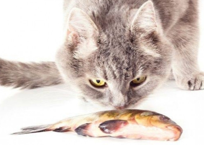 Sederet Manfaat Ikan sebagai Makanan Kucing Persia 