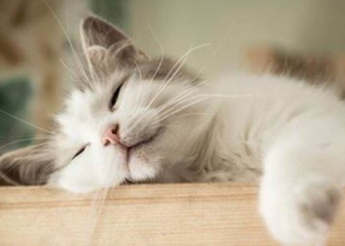 Kucing Memiliki Siklus Tidur yang Harus Dipahami Cat Lovers