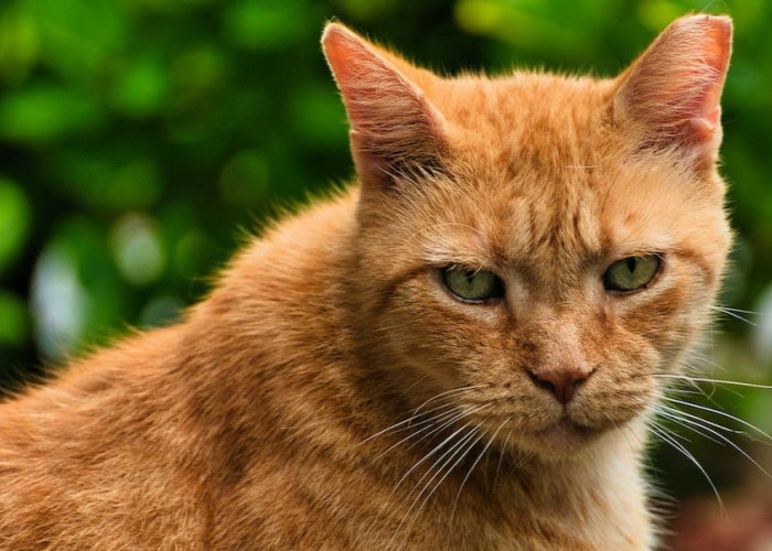 Kucing Sering Disebut Memiliki 9 Nyawa, Mitos atau Fakta? Cek di Sini Penjelasannya