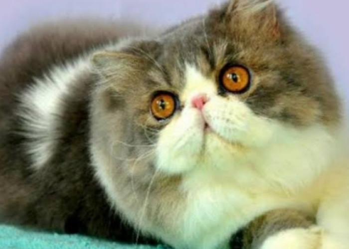 Cat Lovers Wajib Tahu, Begini Cara Merawat dan Menjaga Kesehatan Kucing Persia Peaknose