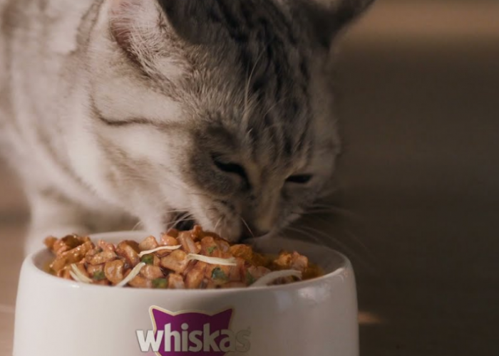 Memberikan Whiskas Basah untuk Makanan Anak Kucing Kampung, Emang Boleh?