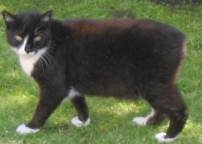 Fakta Unik Kucing Manx: Ras Ekor Terpendek Berasal dari Isle of Man