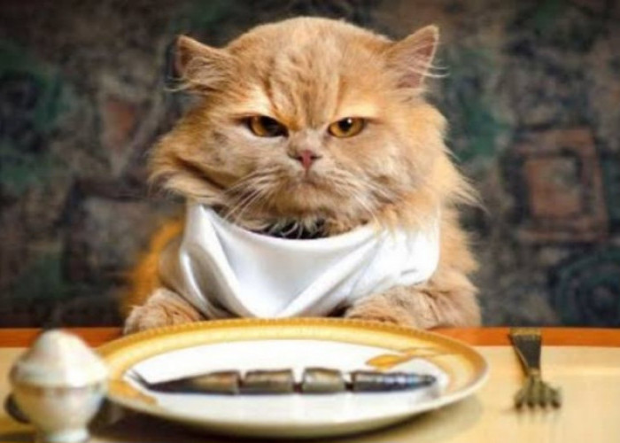Ingat! Jangan Berikan Makanan Ini pada Kucing Peliharaan Jika Tidak Ingin 