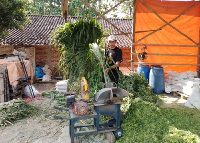 Kisah Pengusaha Pakan Ternak dari Ponorogo Ini Buktikan KUR BRI Bisa Bikin Usaha Berkembang