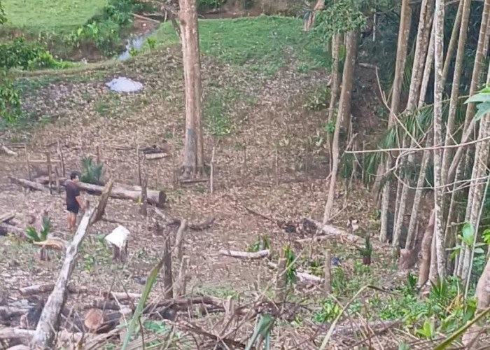 Perda Ternak Dinilai Belum Efektif, Warga Minta Satpol PP Segera Bertindak