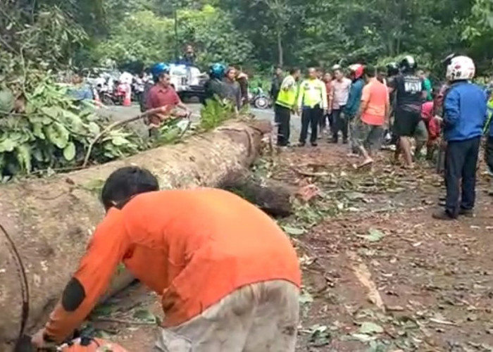 300 Batang Pohon Rawan Tumbang di Ruas Jalan Lintas Benteng-Kepahiang
