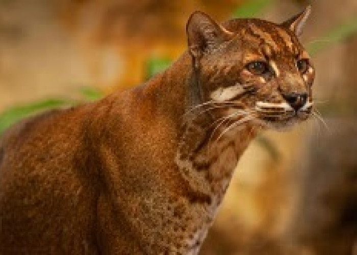 Mengenal Kucing Merah, Satwa Endemik Pulau Borneo yang Terancam Punah