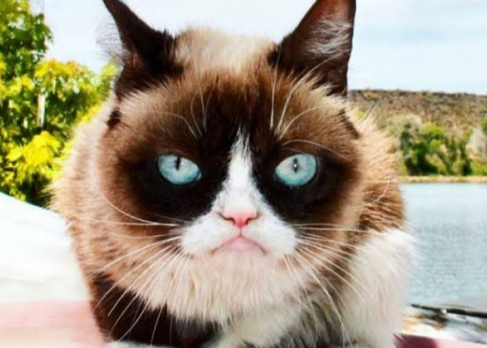 Grumpy Cat: Kucing Seleb dengan Jutaan Follower di Media Sosial, Kekayaannya Bikin Geleng-Geleng 