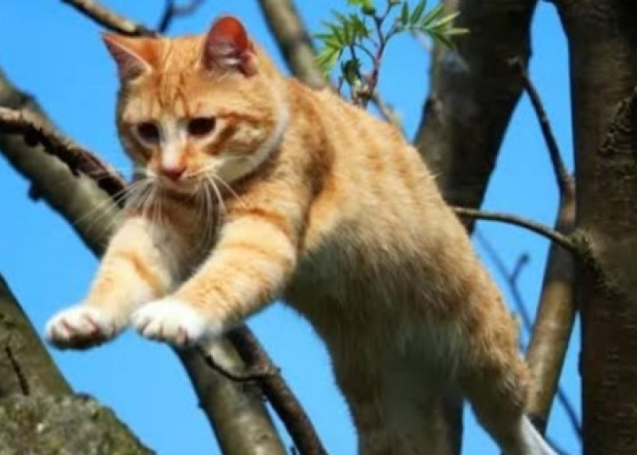 Tahukah Kamu, Faktor-Faktor Ini Mempengaruhi Tinggi Lompatan Kucing