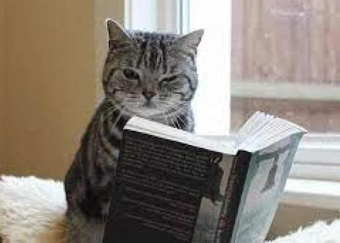 4 Rekomendasi Buku yang Berkisah Tentang Kucing, Membacanya Bikin Terharu