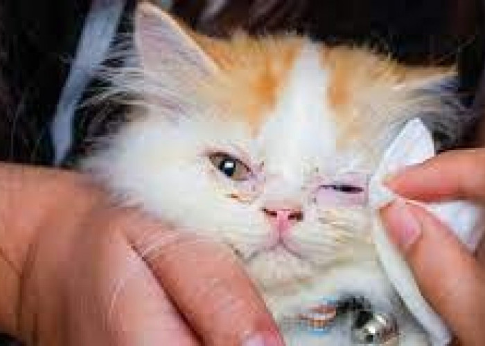 7 Cara Mengobati Mata Anak Kucing yang Belekan, Cat Lovers Wajib Simak