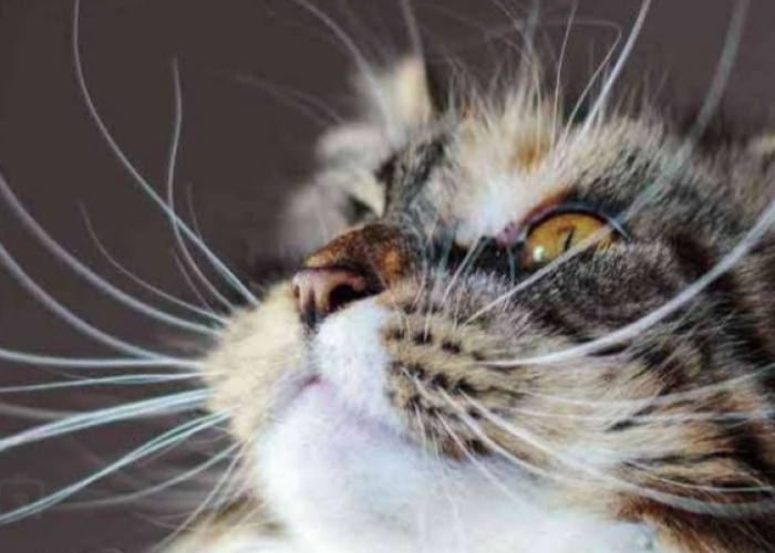 Seberapa Panjang Kumis Kucing Dapat Tumbuh? Simak Faktor Apa Saja Pengaruhnya