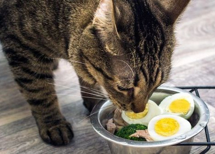 Kucing Peliharaan Kebanyakan Memakan Telur Kaya Protein, Ada Manfaat dan Resikonya, Bisa Buat Diet?