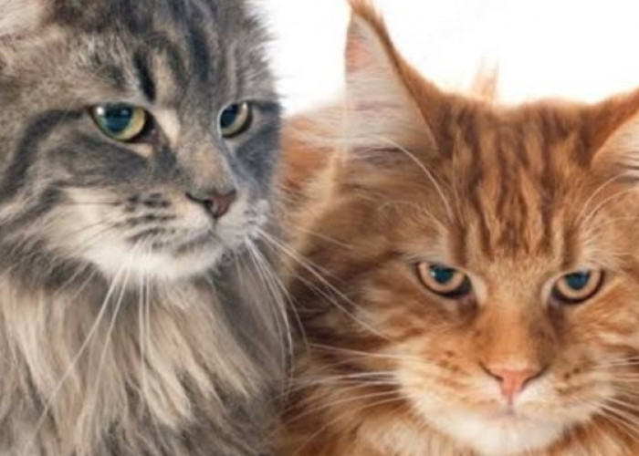 Awesome! Inilah 20 Alasan Kenapa Kucing Sandang Gelar Hewan Peliharaan Terpopuler